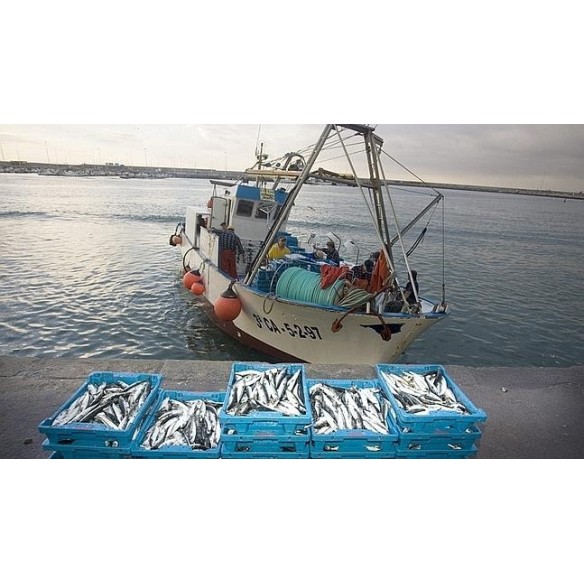 BOTA PESCA COFRA NEW FISHER S5