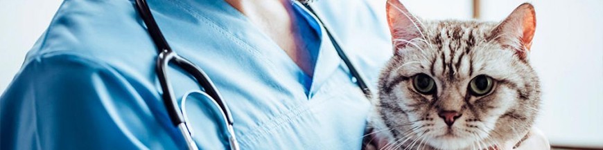 Veterinaria | Roba laboral para los profesionales del mundo animal.